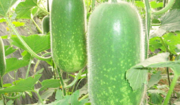 小郭吃瓜爆料图片高清,高清爆料图片背后的惊人真相